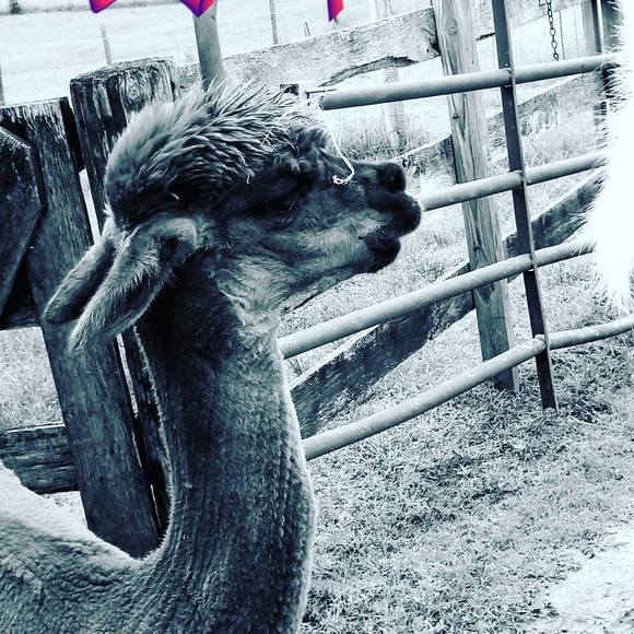 Meet your Posher, Samantha - Picture 1 of 1